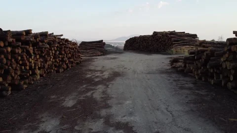 Greece 2021 wildfires logging Stockbeeldmateriaal 248430229