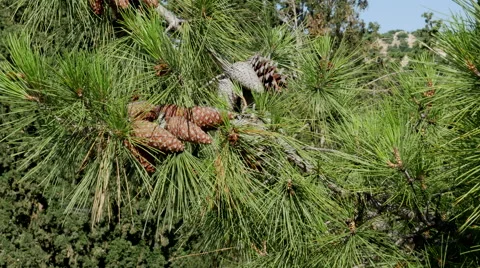 Greece Crete pine cones on tree Stock Footage 62750549