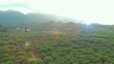 Greece. Green grove with olive trees. Drone. Aerial view Stock Footage 128627334