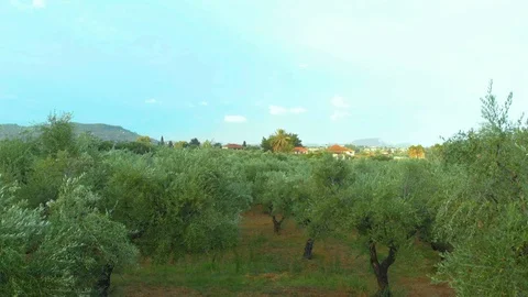 Greece. Green grove with olive trees. Drone. Aerial view Stock Footage 128627360