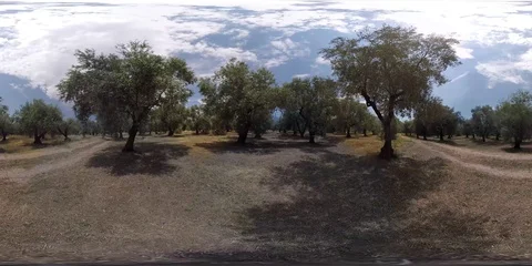 Greece-olive-trees-360-vr Stock Footage 127887351