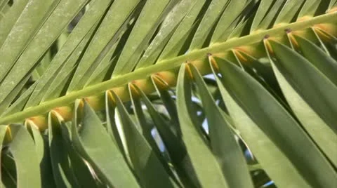 Greece - Palmtree Видео 8909474
