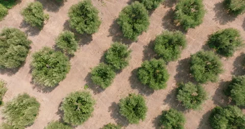 Greece, pattern Olives Garden top view. Plantations with olives in bloom Stock Footage 277199249