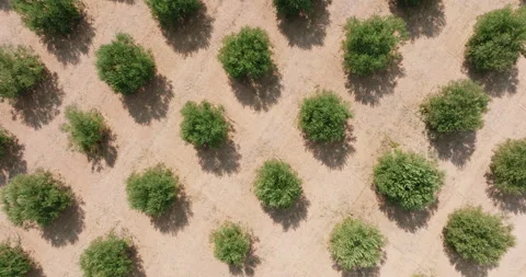 Greece, pattern Olives Garden top view. Plantations with olives in bloom Stock Footage 277200469