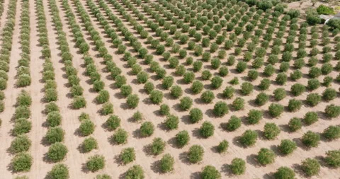 Greece, pattern Olives Garden top view. Plantations with olives in bloom Stock Footage 277202802