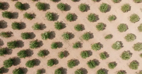 Greece, pattern Olives Garden top view. Plantations with olives in bloom Stock Footage 277202891