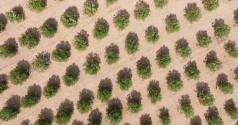 Greece, pattern Olives Garden top view. Plantations with olives in bloom Stock Footage 277202941
