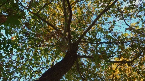 GREECE PLAIN TREE LEAVES TIMELAPSE SKY 4K Video stock 143173224