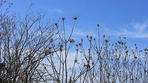 Greece tmelapse trees Video stock 126889845