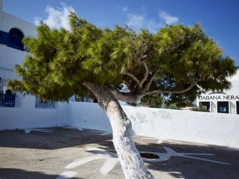 Greece, tree bend by strong wind, white walls, blue sky, sunshine Stock Photos
