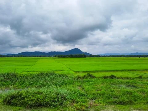 Greed agriculture fields with dramatic sky and mountain background at morning 스톡 사진
