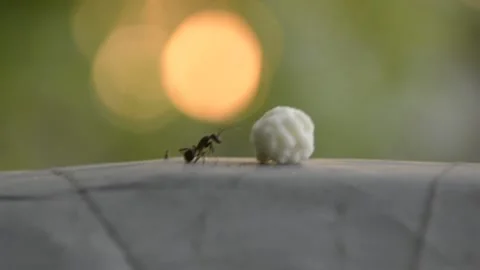 A GREEDY ANT Video stock 139780413