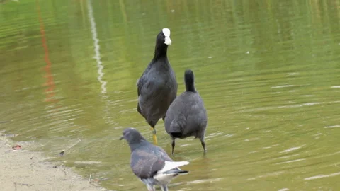 Greedy coot bird 库存影片 148144662
