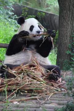 Greedy eater Stock Photos