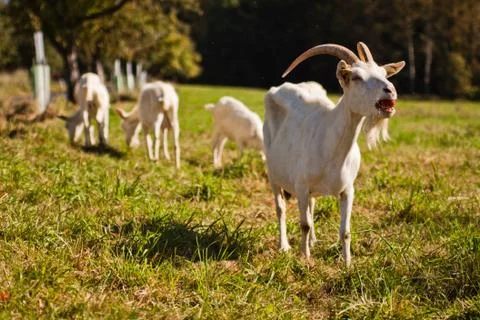 Greedy goats Stock Photos