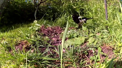 Greedy Magpie 03 Video stock 50688478