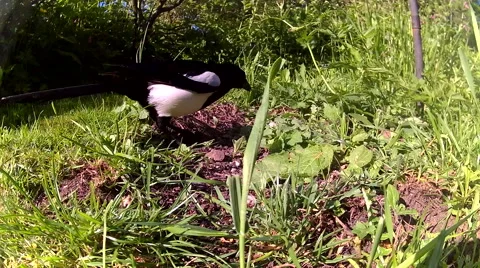 Greedy Magpie 04 Stock-Footage 50710252