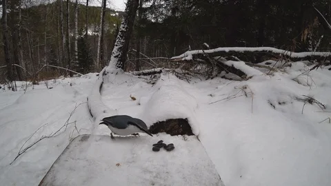 Greedy nuthatch Stock Footage 120044749