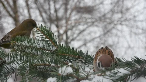 Greedy sparrow. 스톡 동영상 116956008