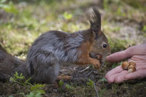 Greedy squirrel Foto stock