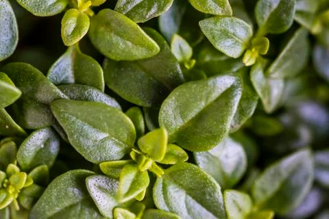 Greek basil herb full frame, closeup. Stock Photos