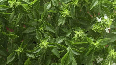 Greek basil leaves full frame background texture rotating. Stock Footage 345006981