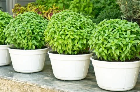 Greek basil Stock Photos