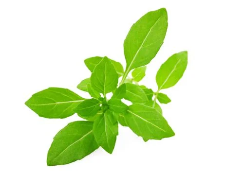 Greek basil Stock Photos