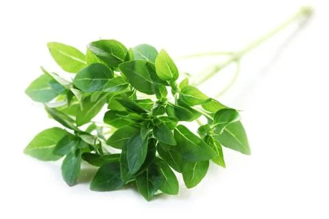 Greek Basil Foto stock