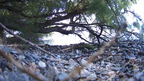 Greek Beach with Tree in Water 스톡 동영상 99010192