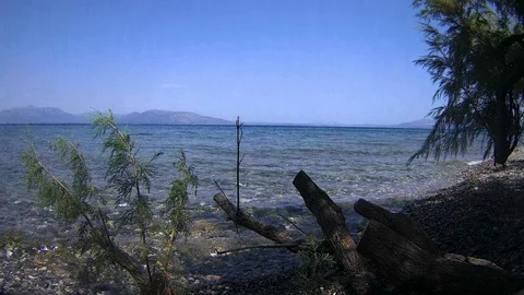Greek Beach with Tree in Water Stock Footage