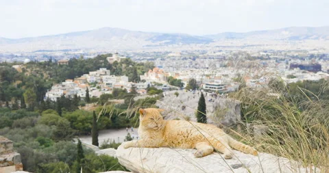 Greek cat Stock Footage 91798317