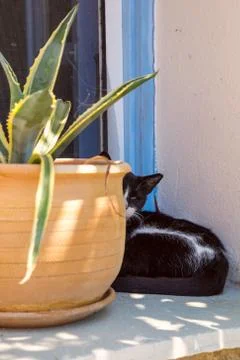 Greek cat Stock Photos