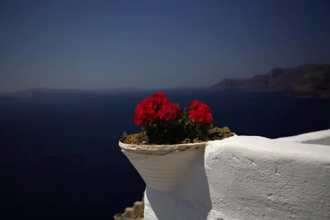 Greek geranium Stock Photos