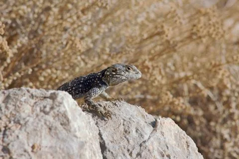 Greek lizard Stock Photos