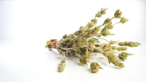 Greek mountain tea bunch Stock Footage 272143335