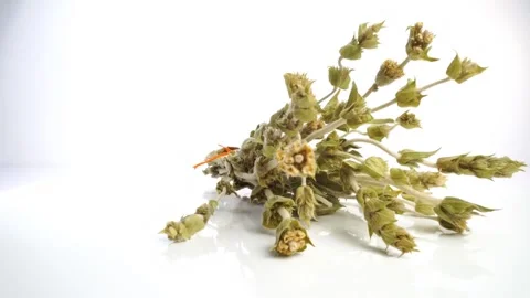 Greek mountain tea Stock Footage 272973729