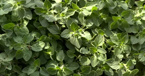 Greek oregano background pattern. Stock Footage 308748163