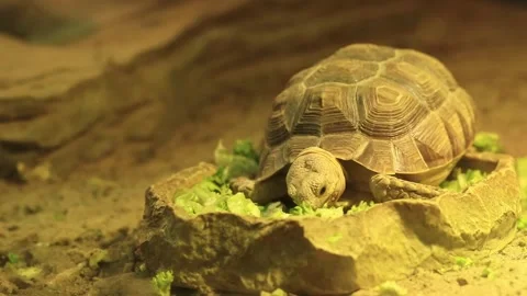 Greek tortoise. Turtle eats green salad leaves, close-up Stock Footage 262976653
