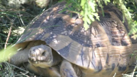 Greek Turtle coming, Testudo graeca ibera Stock Footage