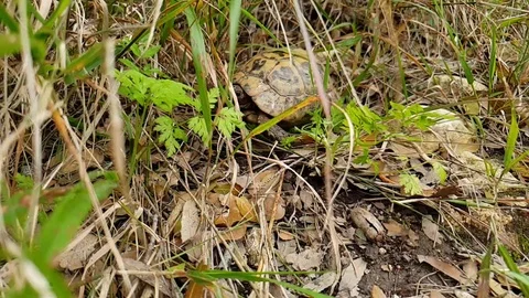 Greek turtle in nature 動画素材 105207789