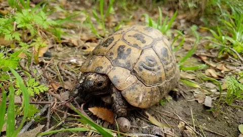 Greek turtle in nature Video stock 105207857