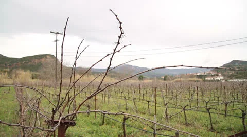 Greek Vineyard Stock Footage 23862767