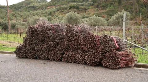 Greek Vineyard Stock Footage 23863308