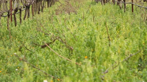Greek Vineyard Stock Footage 23863367