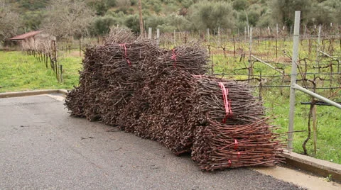 Greek Vineyard Stock Footage 23863945