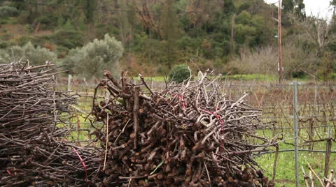 Greek Vineyard Stock Footage 23864436