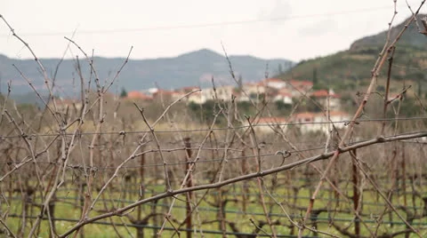 Greek Vineyard Stock Footage 23864838