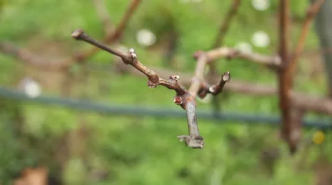 Greek Vineyard Stock Footage 23864839