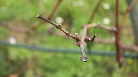 Greek Vineyard Stock Footage 23865291